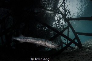 R E S I D E N T
Great barracuda (Sphyraena barracuda)
M... by Irwin Ang 